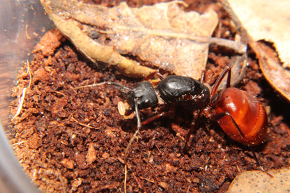 Camponotus us-ca02 (COMING SOON)